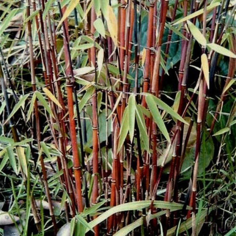 Alocasia Branchifolia Pink Passion blad