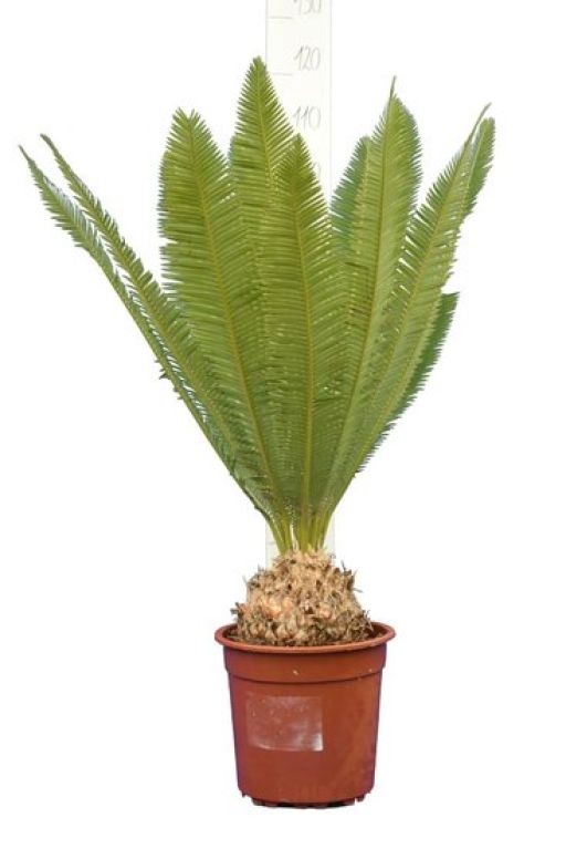 Syngonium Pink Splash