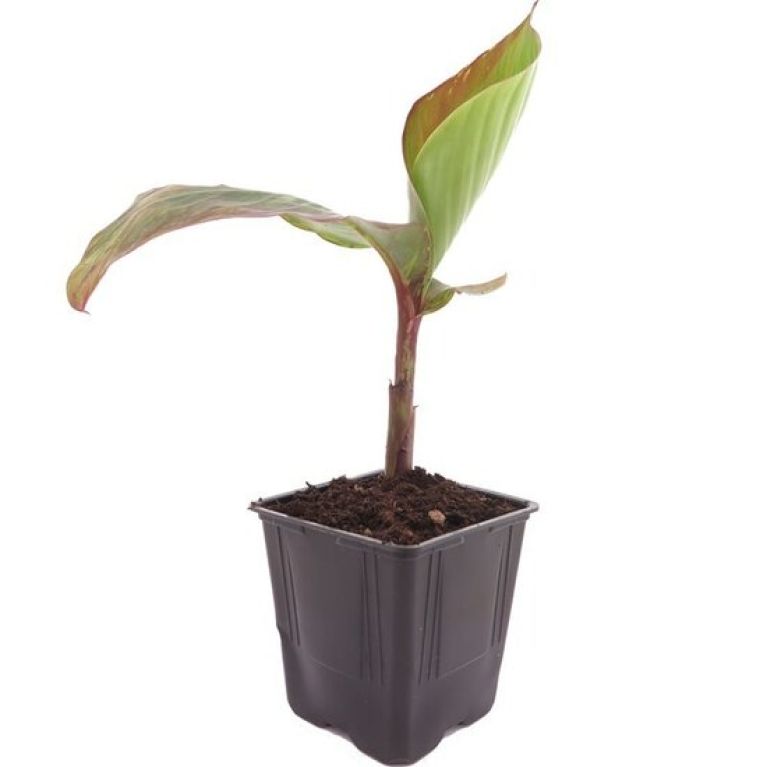 Syngonium Red Spot blad