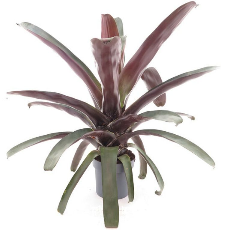 Hoya Krohniana Silver blad