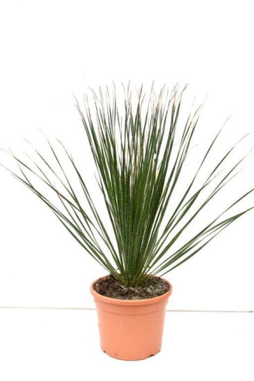 Alocasia Branchifolia Pink Passion blad