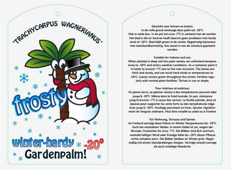 Epipremnum Pinnatum Global Green