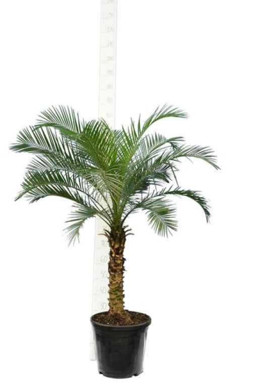 Epipremnum Pinnatum Global Green blad variegata