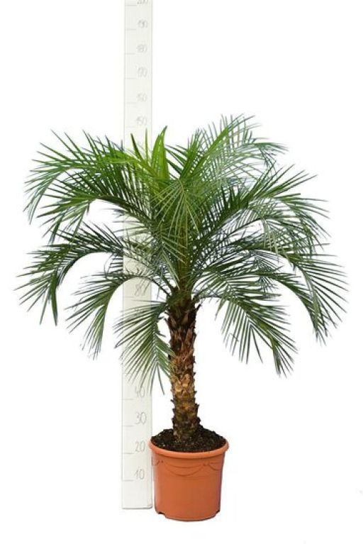 Scindapsus Treubii Dark plant