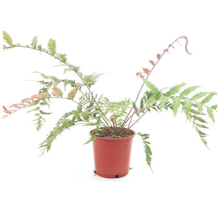 Monstera Siltepecana