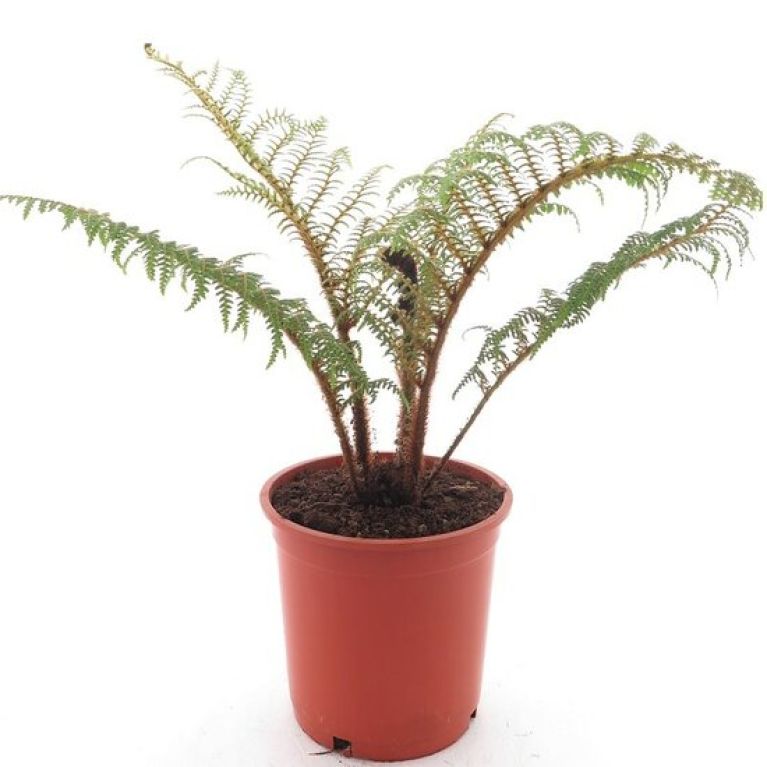 Alocasia Branchifolia Pink Passion blad