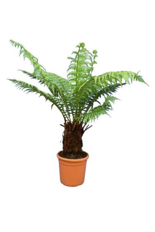 Epipremnum Pinnatum Global Green