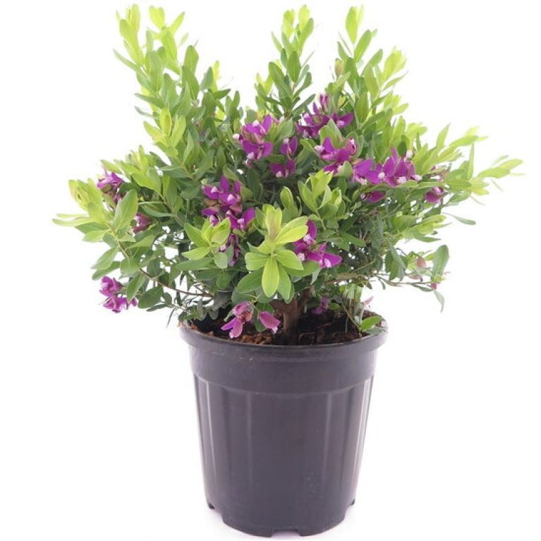 Monstera Siltepecana