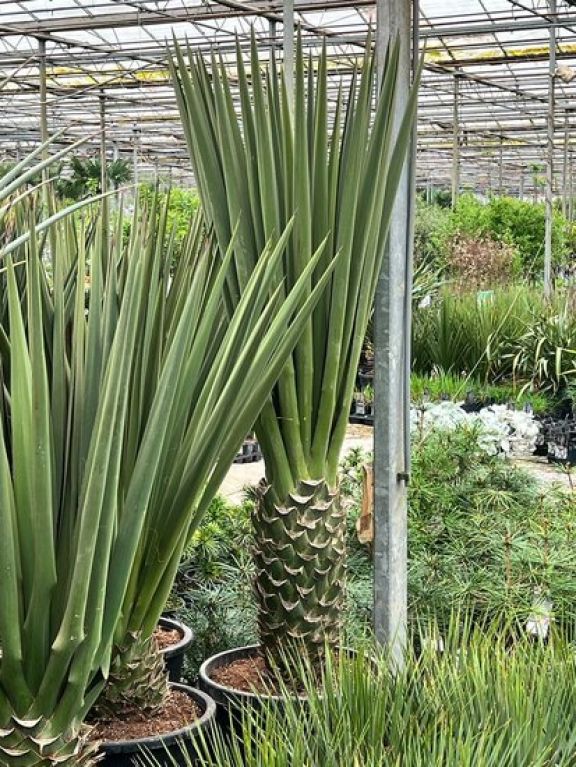 Hoya Krohniana Silver blad