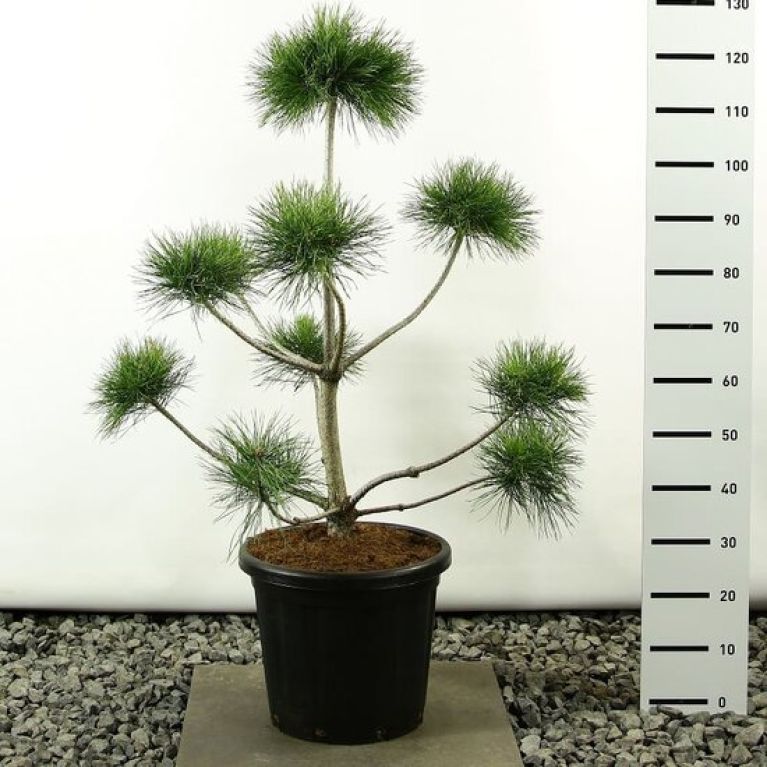 Scindapsus Treubii Dark