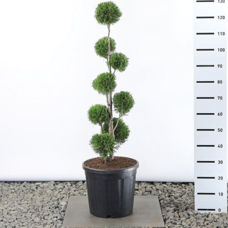 Syngonium Three Kings