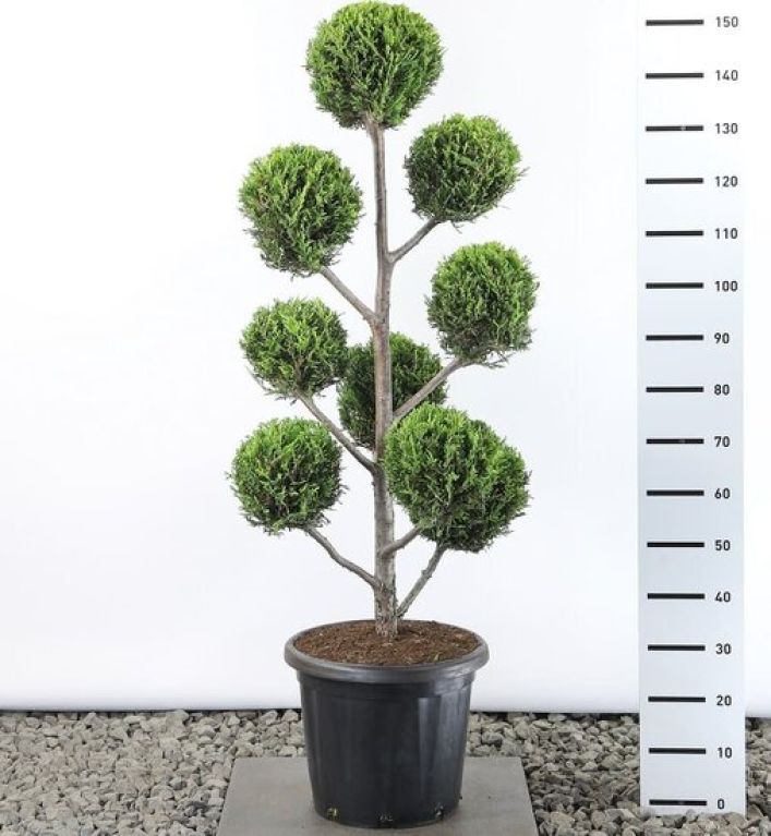 Syngonium Pink Splash