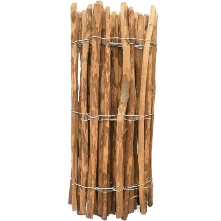 Alocasia Branchifolia Pink Passion blad