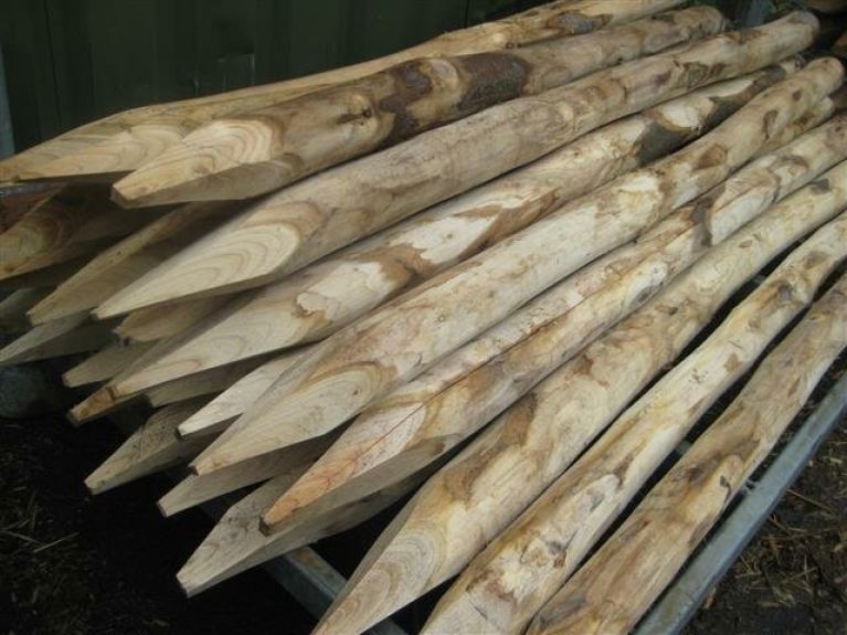 Hoya Krohniana Silver blad