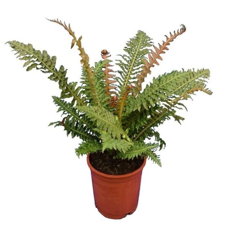 Epipremnum Pinnatum Global Green