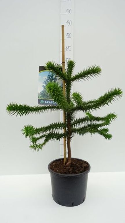 Epipremnum Pinnatum Global Green blad variegata