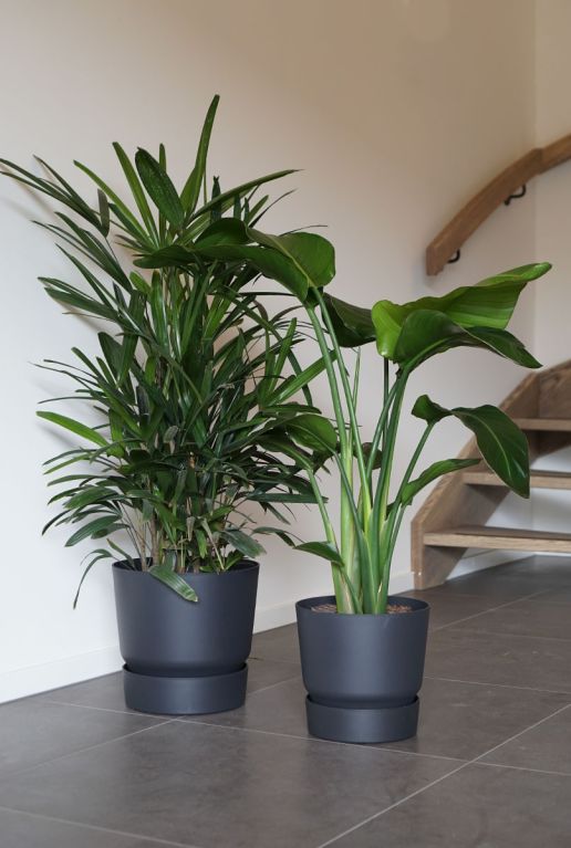 Hoya Krohniana Silver blad