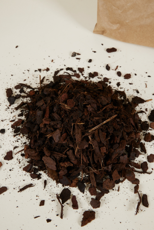 Hoya Krohniana Silver blad