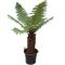 Epipremnum Pinnatum Global Green