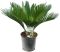 Epipremnum Pinnatum Global Green