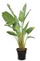 Epipremnum Pinnatum Global Green