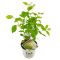 Epipremnum Pinnatum Global Green