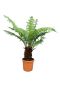 Epipremnum Pinnatum Global Green
